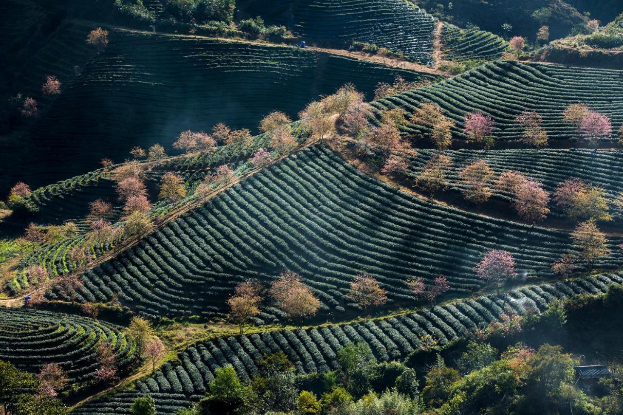 圆顶餐厅美憬阁酒店 萨帕 外观 照片 Tea plantation in China